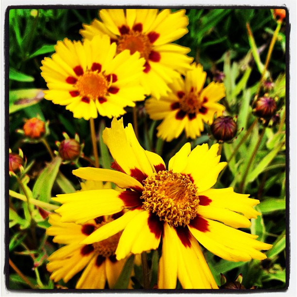 Playing with Instagram: My cellphone sees tickseed (Coreopsis) at Hole's