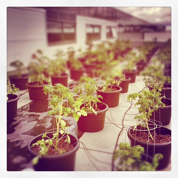 Playing with Instagram: My cellphone sees rooftop tomatoes growing at the Enjoy Centre