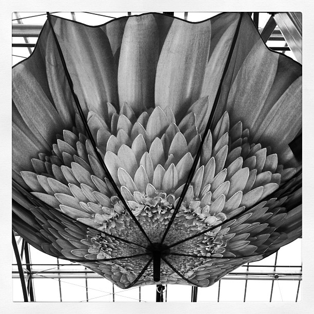 Playing with Instagram: My cellphone sees beautiful brollies at Hole's