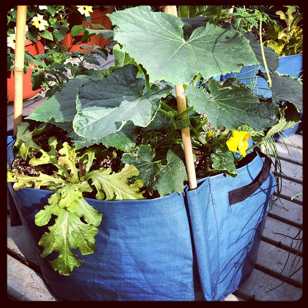 Playing with Instagram: My cellphone sees unique veggie planters at Hole's