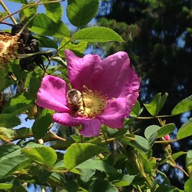 The bees are are happy on Prevost Island. #GulfIslandNationalParkReserve