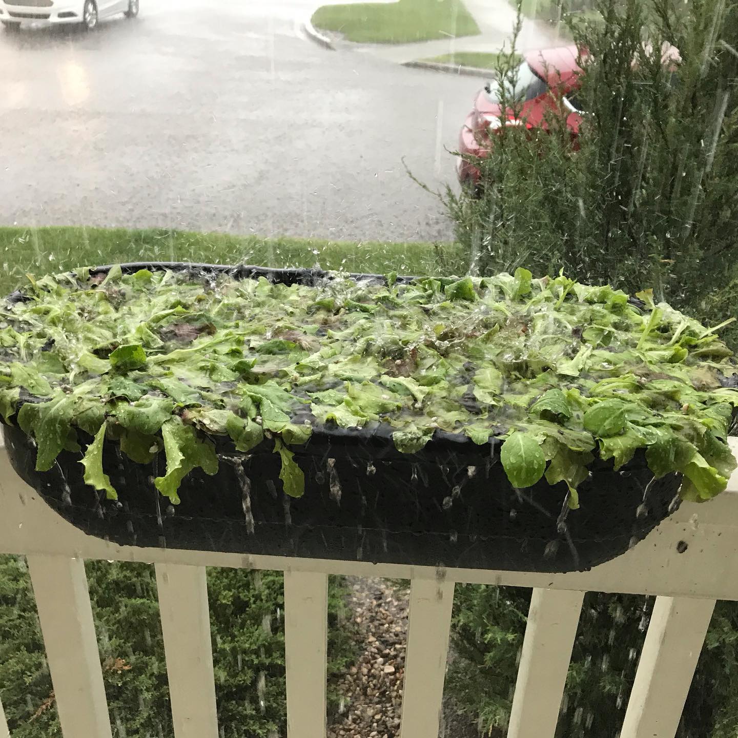 Flat lettuce anyone?