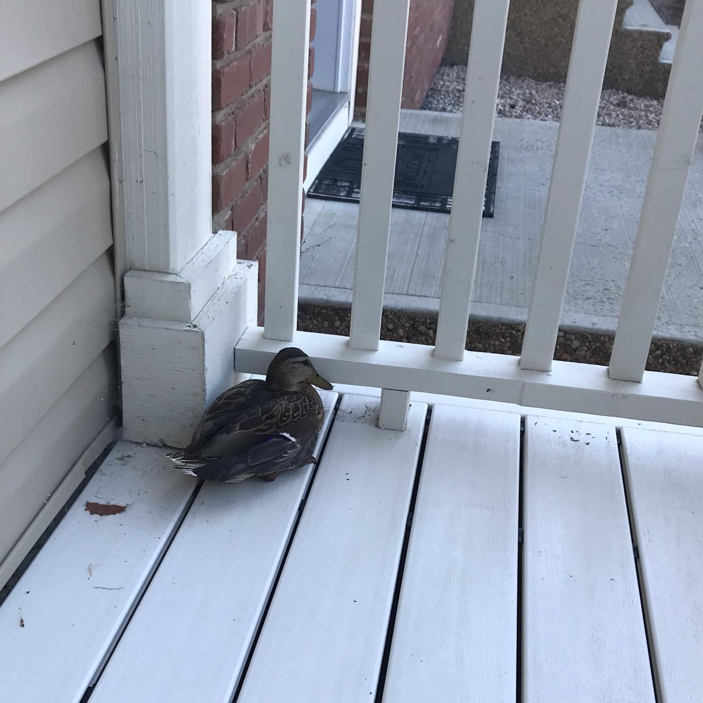A duck just flew into our front window. Stunned but looks ok. But I don’t know how much more stuff I’d have to put into the window to prevent it. #blindduck!