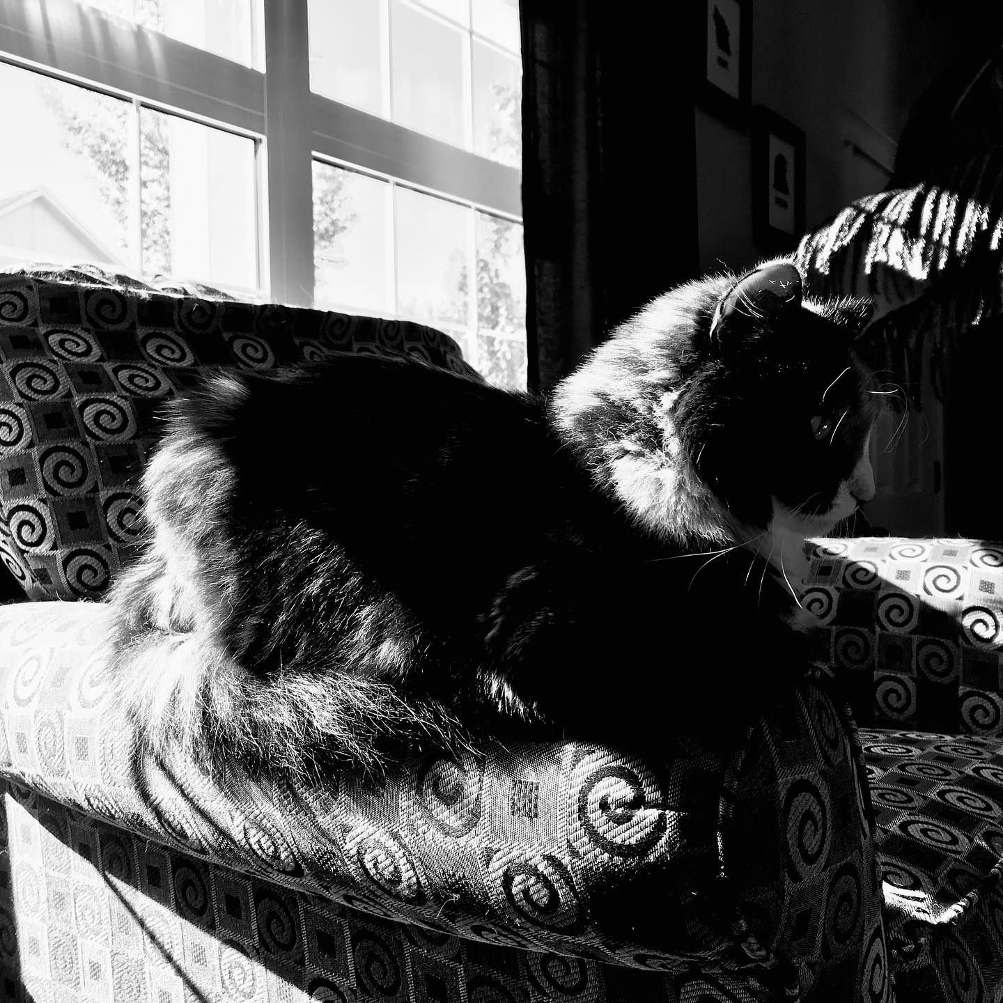 Been awhile since I posted a cat pic. Enjoying the sun and waiting to chase reflections.