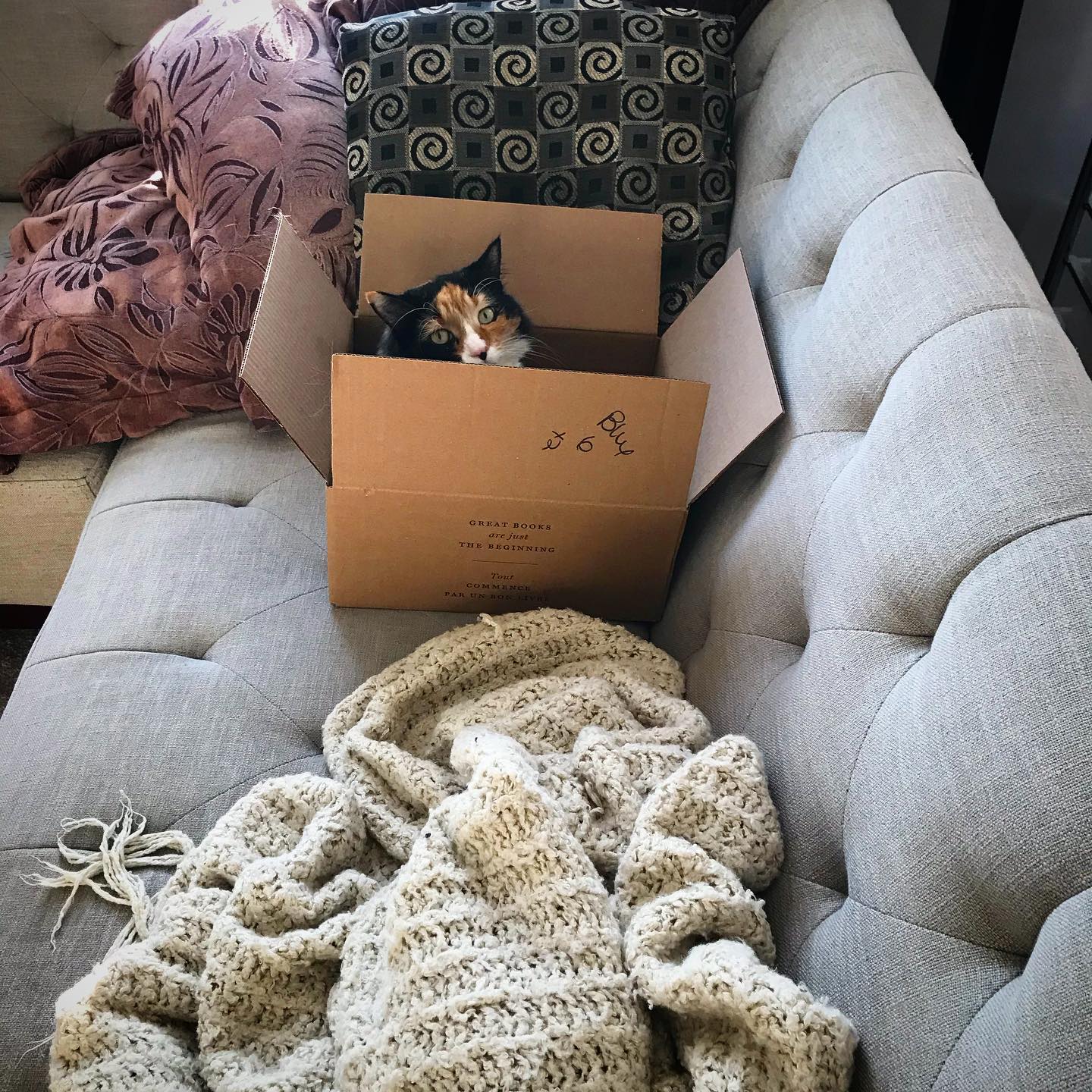 Why no, you can’t move the box. It is now a permanent couch fixture...#catsofinstagram #catsinboxes