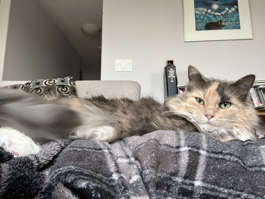 A muted Calico cat sitting on a blanket covering a lap