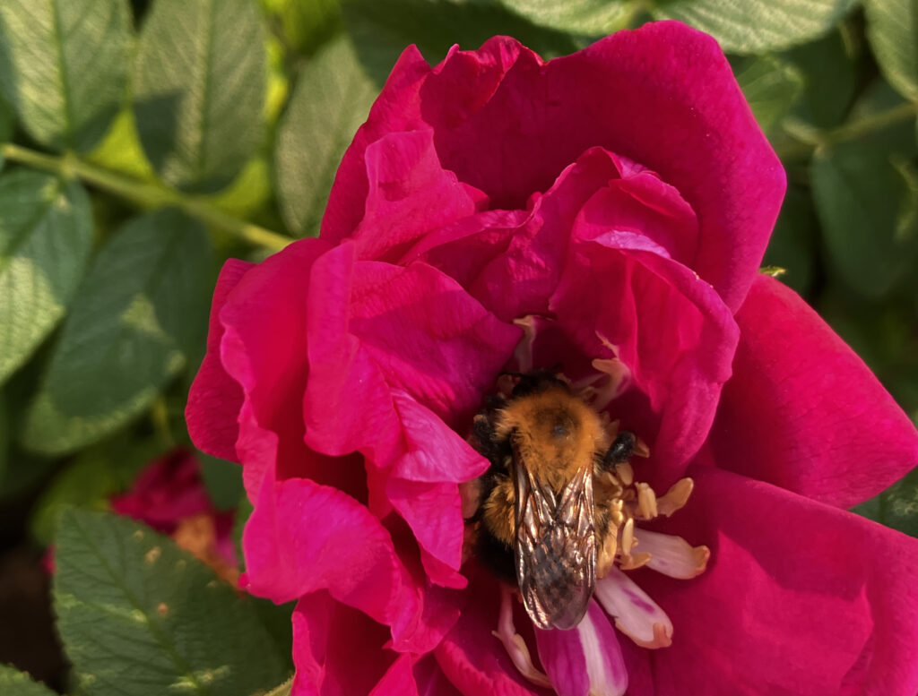 A bumble bee in a red rose